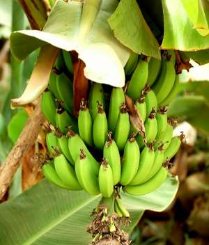 Image Credit: Enzik
Rights: Creative Commons Share Alike Unported 3.0
Source: http://commons.wikimedia.org/wiki/File:Bananas_-_Morocco.jpg Slika kontakta