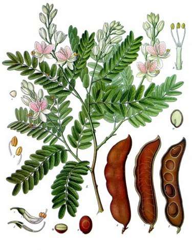 Image Credit: Franz Eugen Köhler, Köhler's Medizinal-Pflanzen
Rights: Public Domain
Source:http://commons.wikimedia.org/wiki/File:Koeh-134.jpg Slika kontakta
